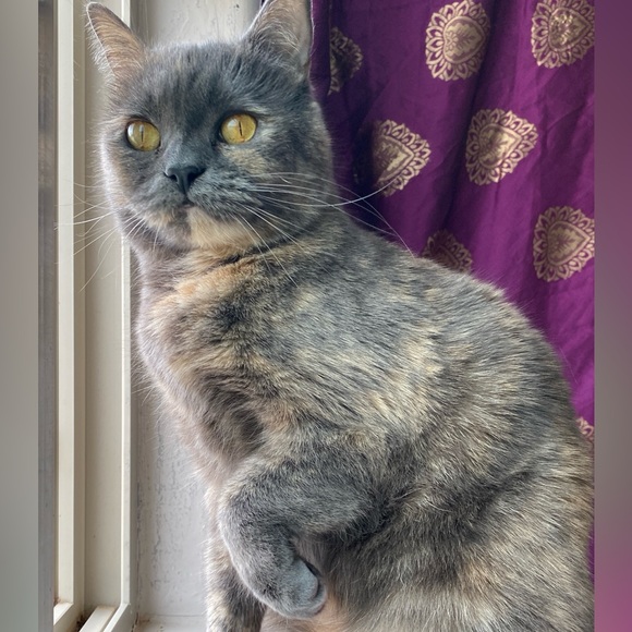 Meet your Posher, Lele - Picture 3 of 3